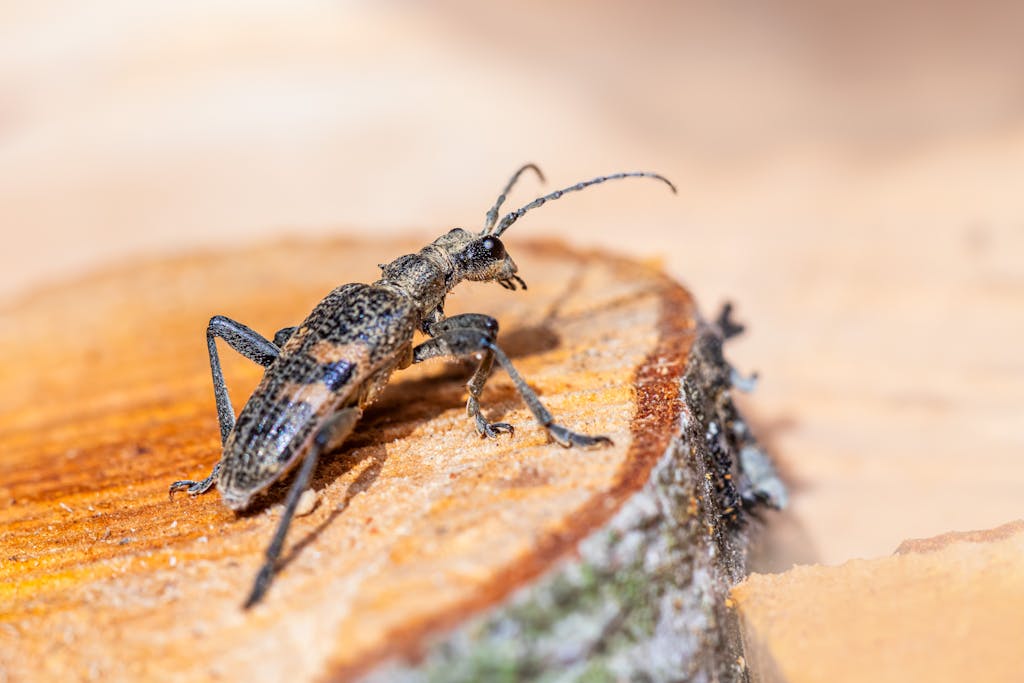 Close-up of a black-spotted longhorn beetle perched on a tree stump in the wild.