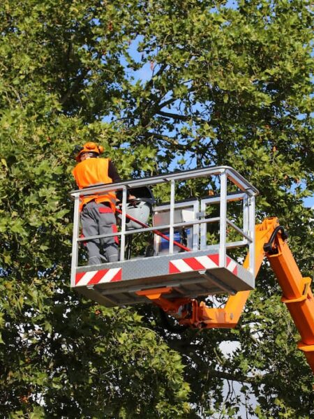Commercial Tree Removal