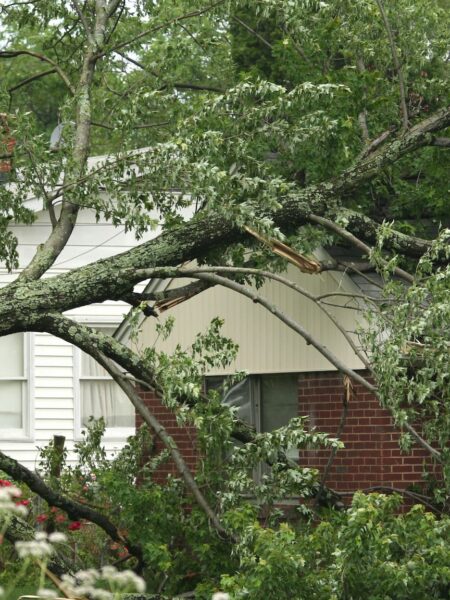 Emergency Tree Services