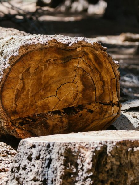 Stump Removal