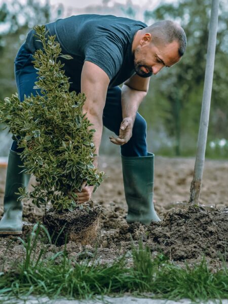 Tree Planting