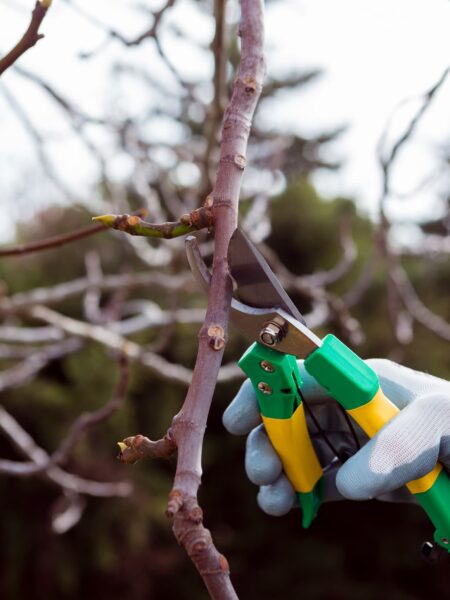 Tree Pruning