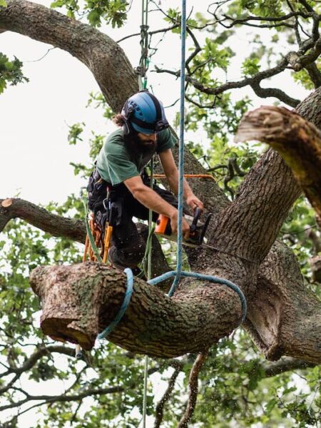 Tree Removal